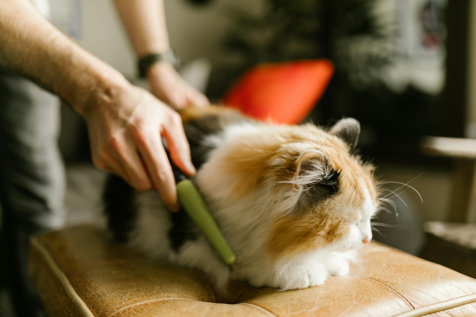 Person Combing Indoor Cat to Reduce Shedding Person gently combing a fluffy calico cat indoors — regular grooming routine to reduce shedding