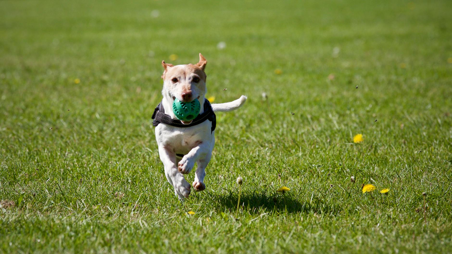 CoQ10 Supports Energy and Vitality in Dogs 2026 Dog running and playing with a ball in a grassy field, showing vitality and energy