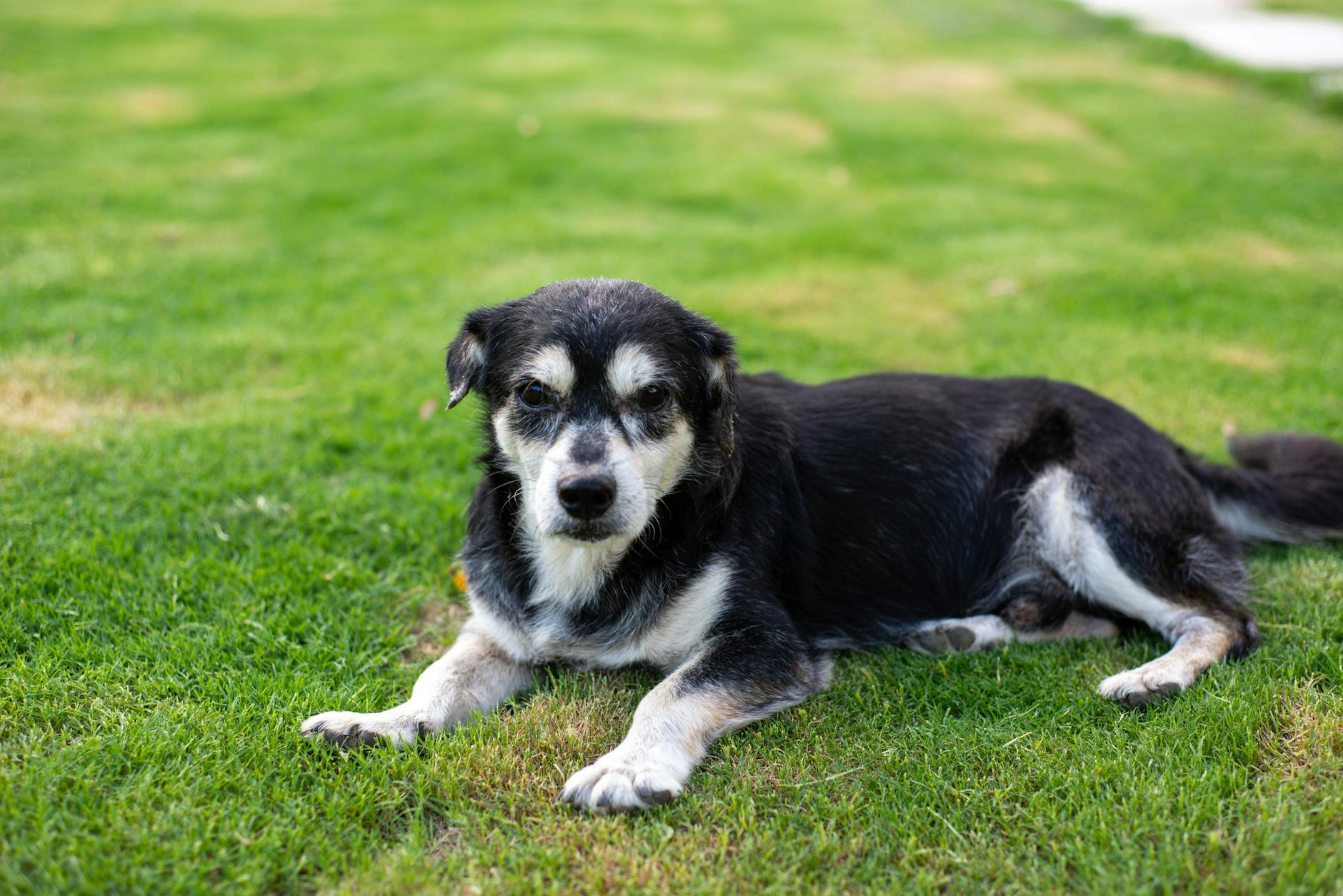 Senior Dogs and CoQ10 Supplementation Benefits Senior black and white dog resting on grass outdoors, representing age-related health needs