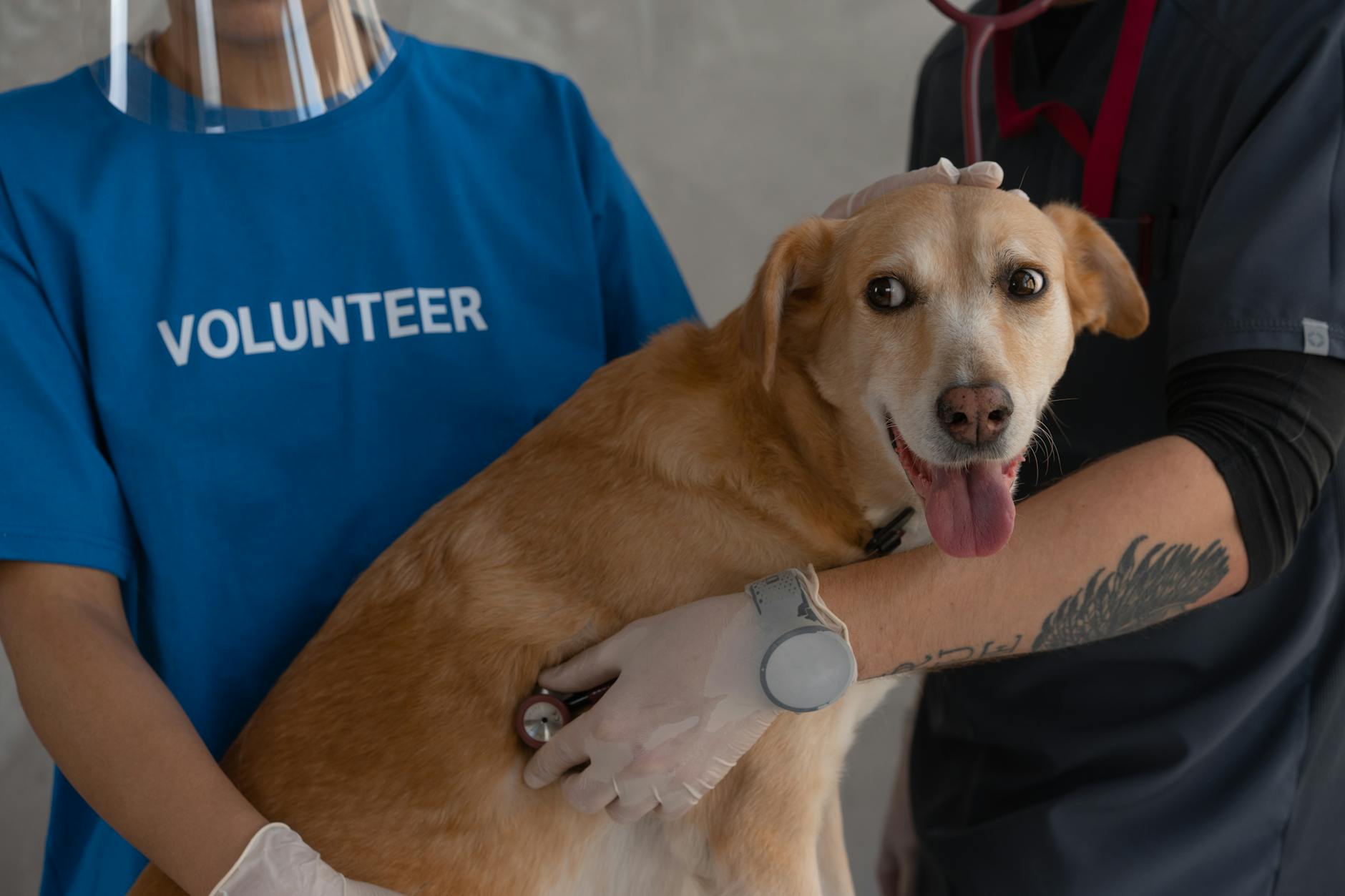 Veterinary Guidance on CoQ10 for Dogs Veterinarian examining a dog with a stethoscope during a wellness check