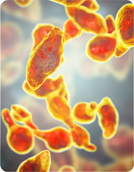 Emma Relief Ingredients and AMPK Science 2026 Emma Relief clinically-studied natural ingredients science breakdown