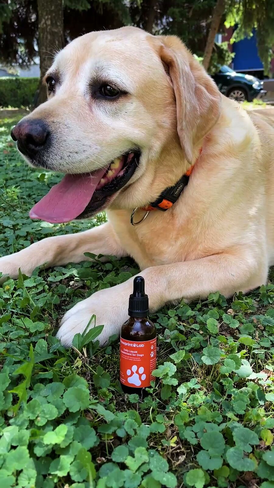 Is Pawprint Protocol Legit? 12 Real Questions Answered Before You Buy