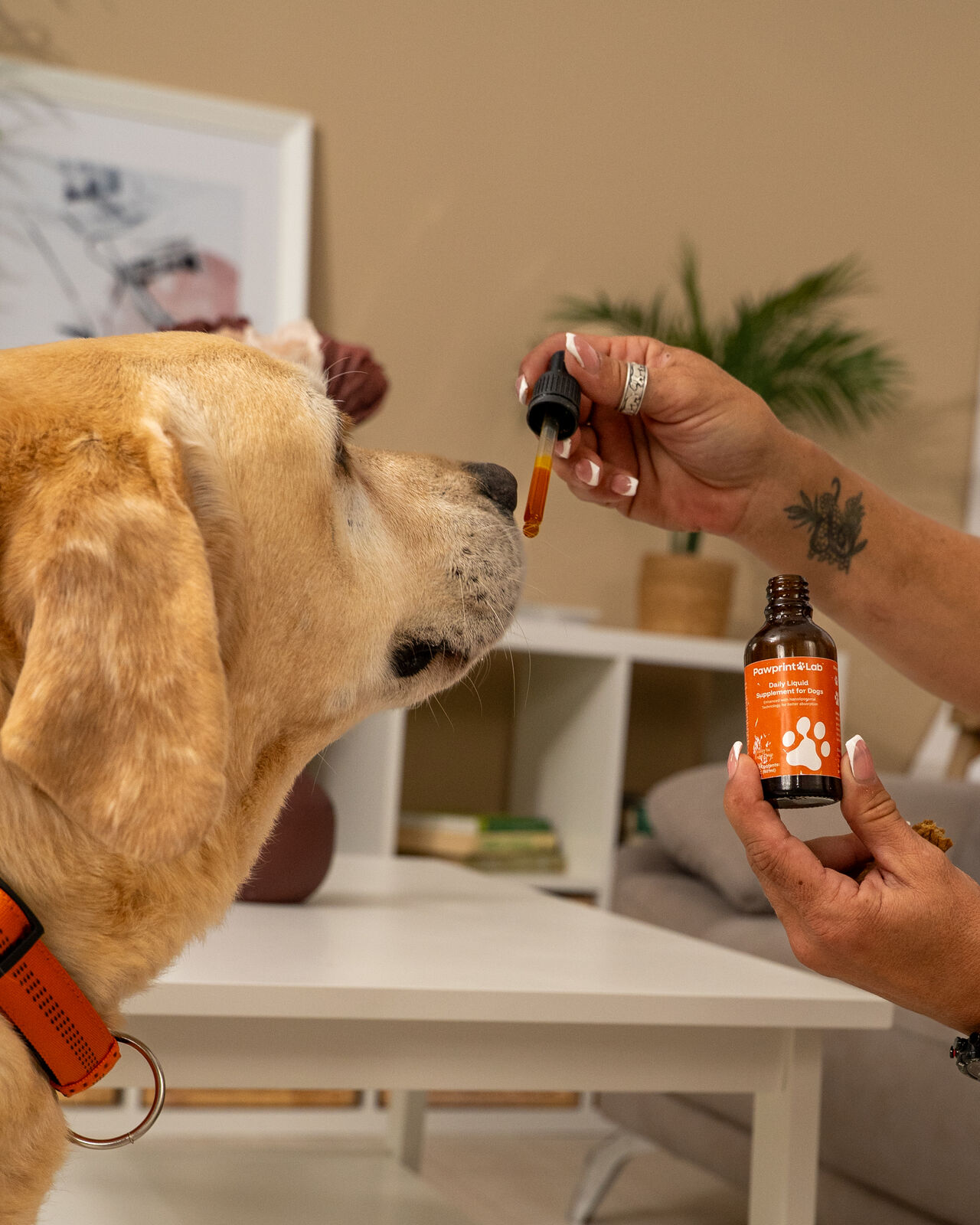 Pawprint Protocol Vet-Formulated Dog Longevity Supplement Veterinarian smiling and speaking about Pawprint Protocol dog supplement